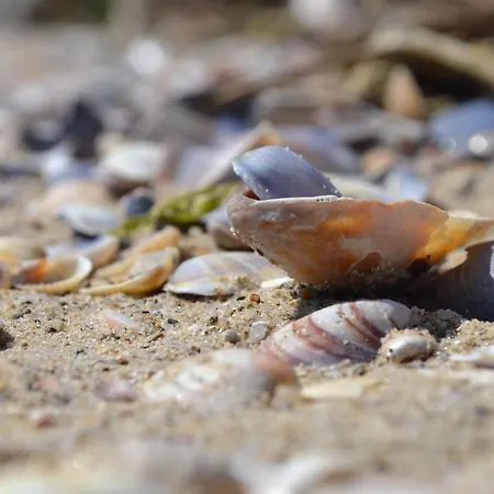 в Oasis Kamchia -the Favourite Blue Apartmán Bliznatsi